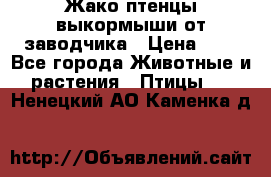 Жако птенцы выкормыши от заводчика › Цена ­ 1 - Все города Животные и растения » Птицы   . Ненецкий АО,Каменка д.